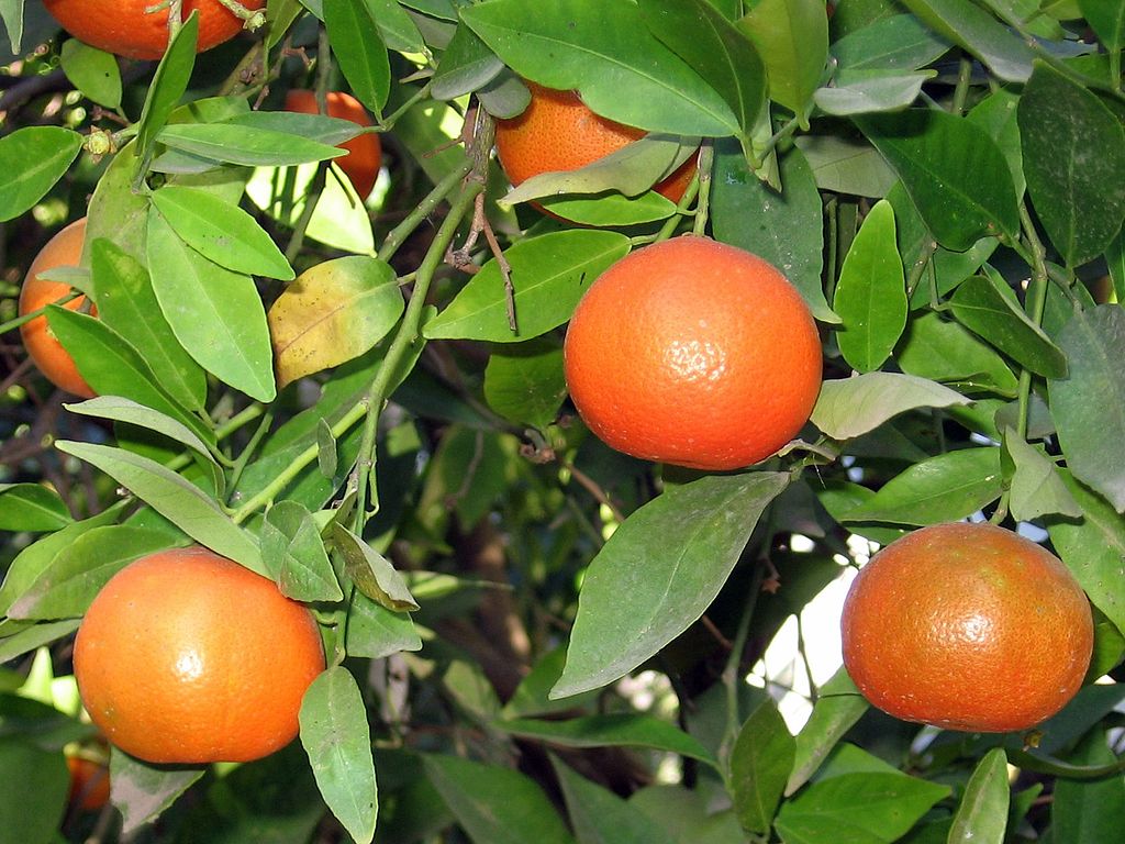 a clementine, a hybrid between a mandarin orange and a sweet orange, grown in Israel