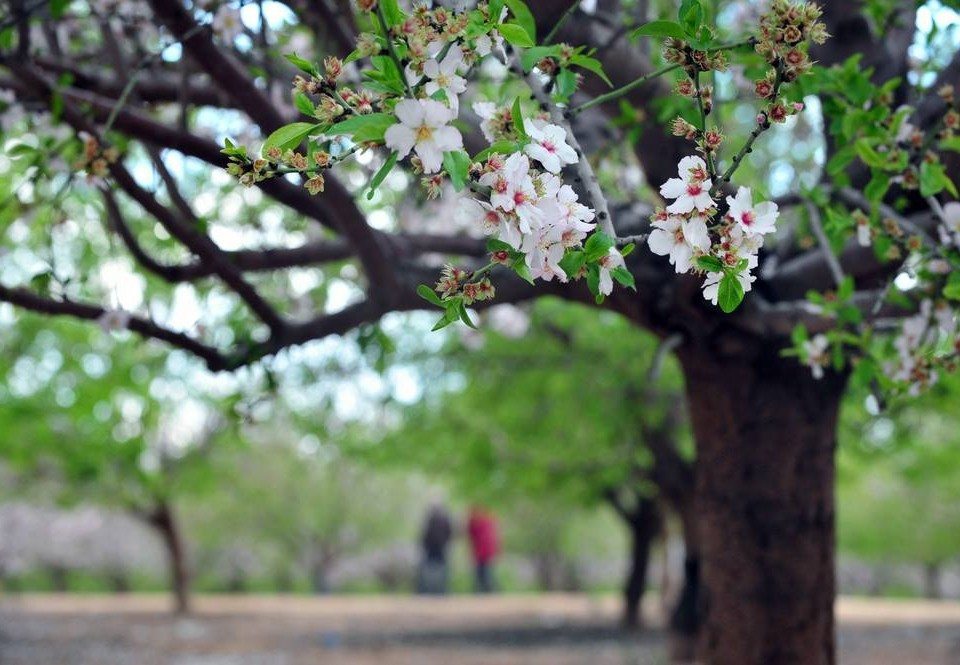 almond tree is the first to bud in the Israeli winter