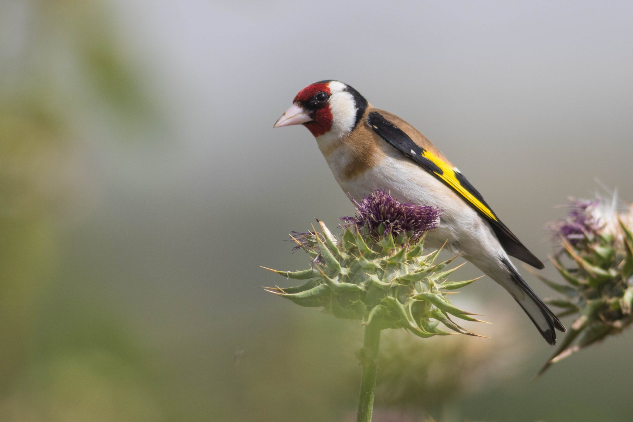 European goldfinch, one of the many species of birds that migrate to Israel's negev during the winter months