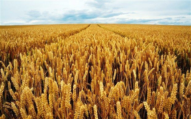 Israel's discovery can make wheat production faster and cheaper