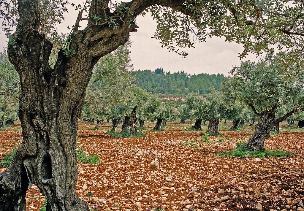 olive trees in Israel, part of the official seal of the state, symbolizing the olive oil used in the Temple