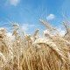 Israeli startup successfully maps genome of wild emmer wheat