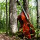 Optimized-bigstock-Double-Bass-in-Nature-10387022